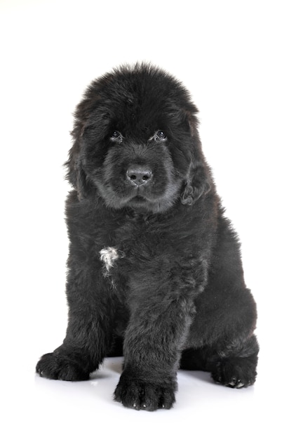 De hond van puppynewfoundland voor witte achtergrond