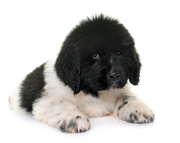 De hond van puppynewfoundland voor witte achtergrond