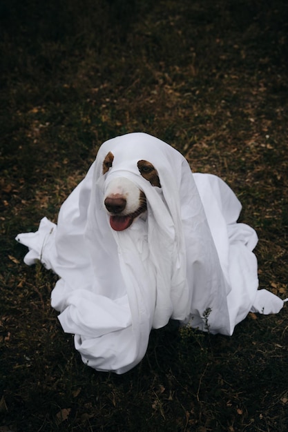 De hond verkleed en viert Halloween als persoon Een bruine Australische herder in een spookkostuum gemaakt van een wit laken Trick or treat-concept Bovenaanzicht Happy aussie puppy