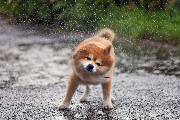 De hond was doorweekt in de regen