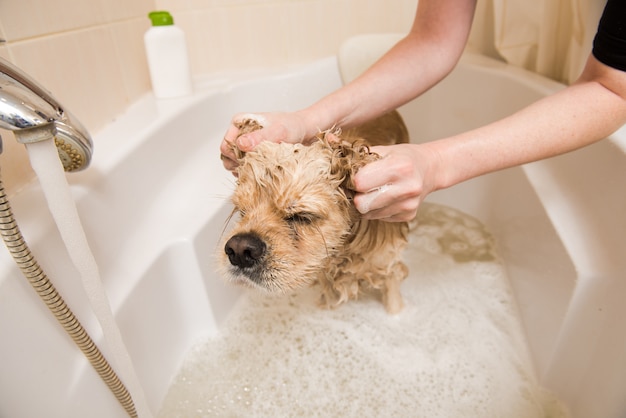 De hond wassen