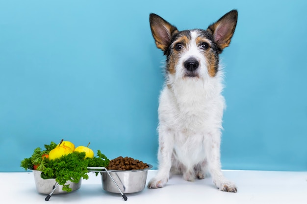 De hond zit aan zijn bak met droogvoer, correcte en uitgebalanceerde voeding voor het huisdier.