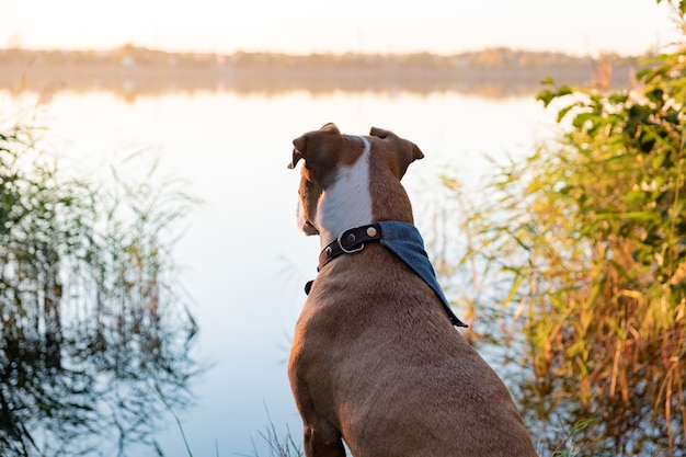 De hond zit dichtbij meer tegen de zon. Prachtige zonsondergang op rivieroever met een hond die afstand bekijkt
