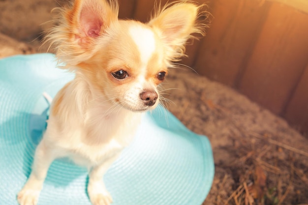 De hond zit in een blauwe hoed Portret van een mini chihuahua-ras