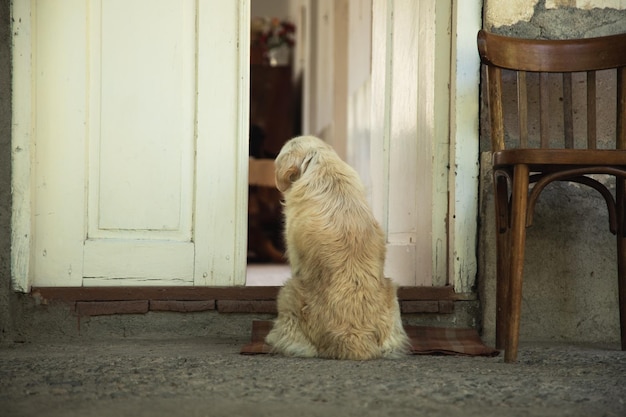 De hond zit voor de deur van het huis