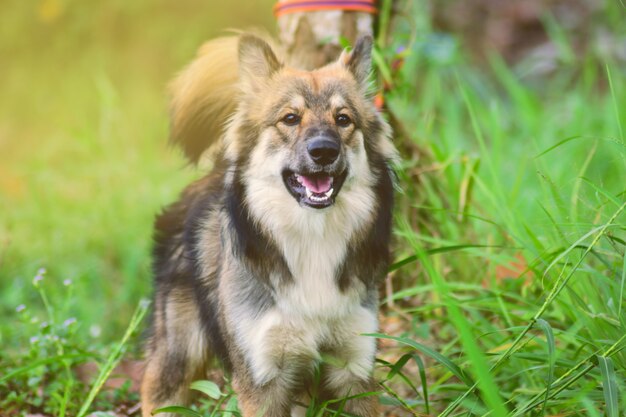 De honden blaffen naar de baas om ze mee naar huis te nemen