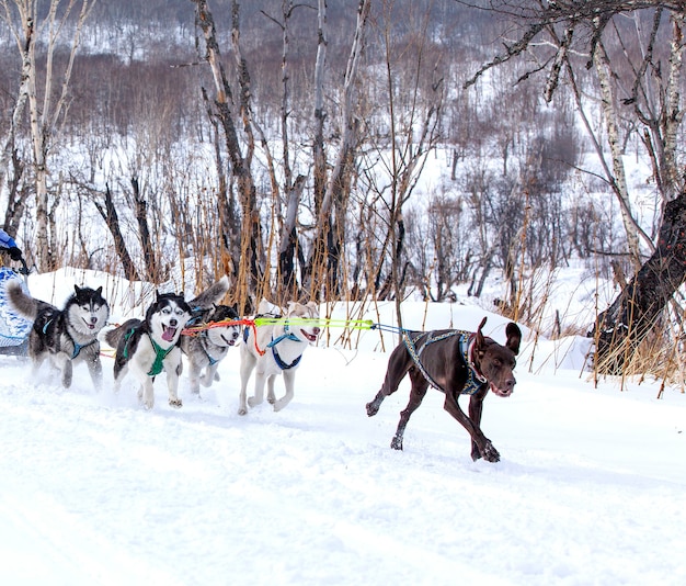 De honden in het tuig die een slee trekken tijdens wedstrijden in de winter