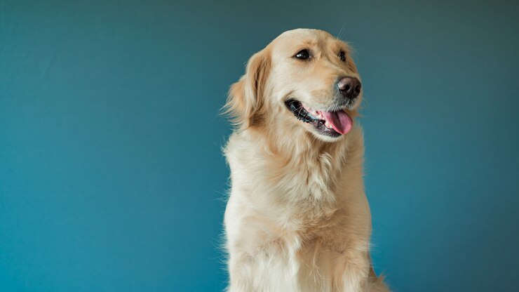 Foto de hondgolden retriever kijkt in camera over blauw
