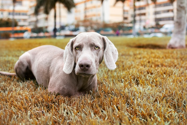 De hondzitting van het Weimaranerras op het gazon van het park in de herfst