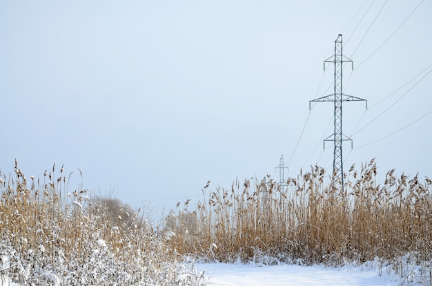 De hoogspanningsmast bevindt zich in een moerassig gebied, bedekt met sneeuw. Groot gebied van gele biezen