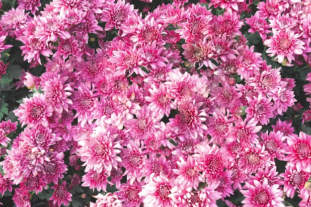 De hoogste achtergrond van het de tuinpatroon van de menings verse roze bloem