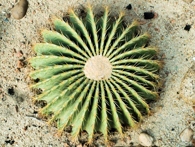 De hoogste mening van ronde gevormde cactus met cactusdoornen en de knoppen groeien op woestijngebied