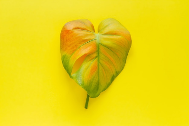 De hoogste meningsvlakte lag multicolored monstera tropisch die blad op geel wordt geïsoleerd