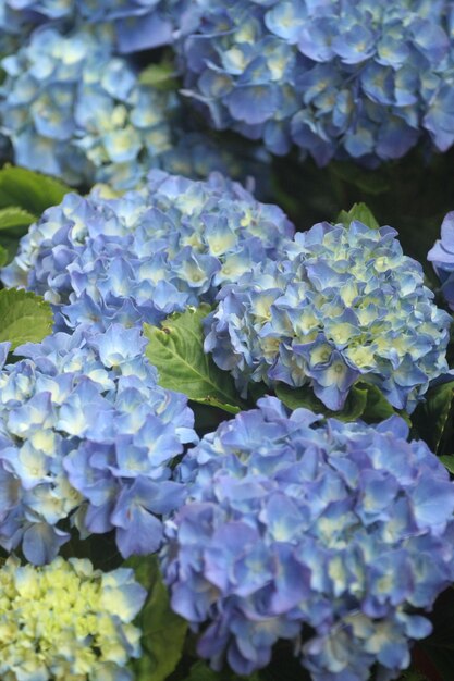 Foto de hortensia verandert van kleur door de ph van de omgeving.