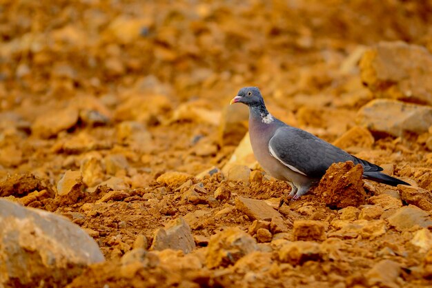 De houtduif is een soort van columbiform vogel in de familie columbidae