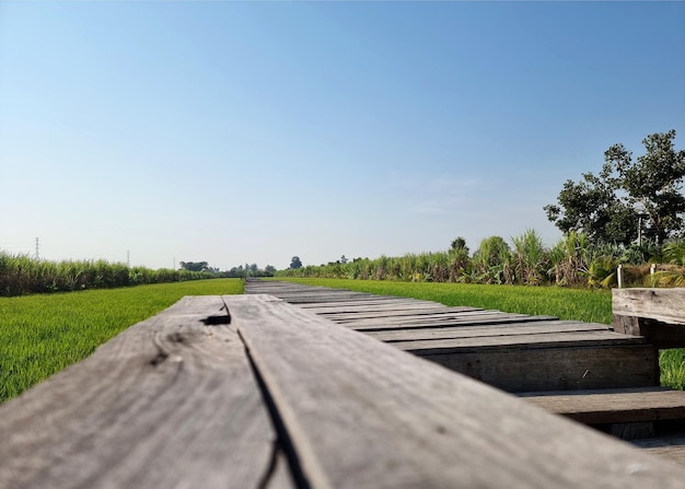 De houten brug tussen het middelste groene rijstveld