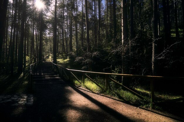 Foto de houten landingsbaan in het bos