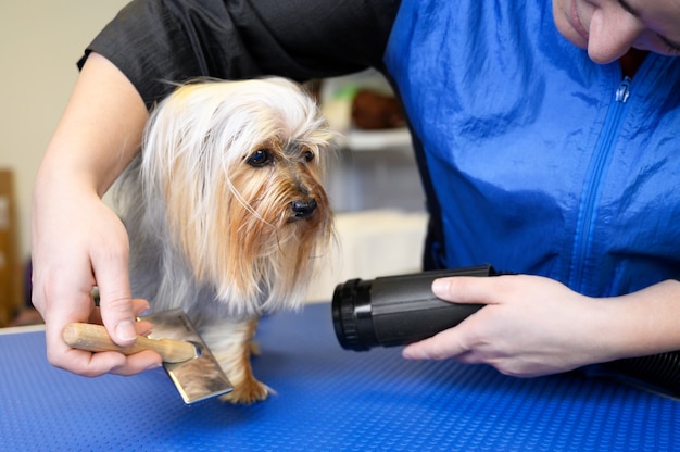 De huisdierentrimmer droogt hondenhaar met een föhn een Yorkshire Terrier