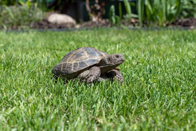 De huisschildpad van het land kruipt overdag onder de zon op het gras van het gazon