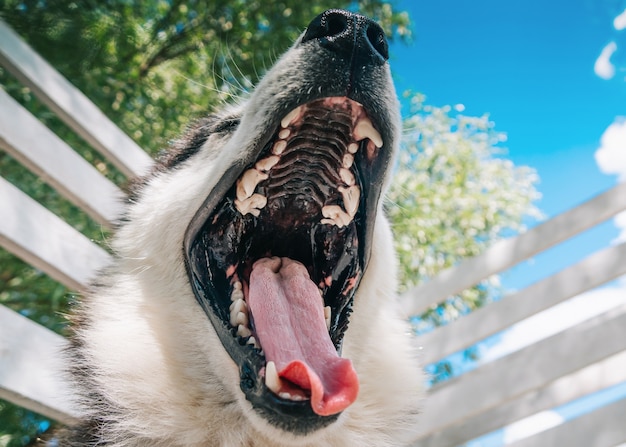 De husky gaapt Hondentanden close-up De mond van de hond