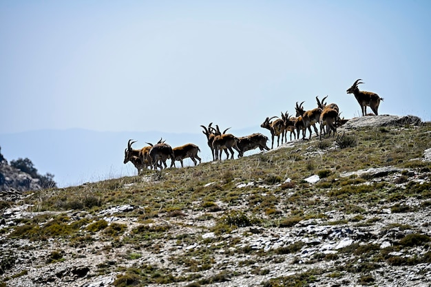 De Iberische steenbok of steenbok is een van de soorten runderen van het geslacht Capra die in Europa voorkomen