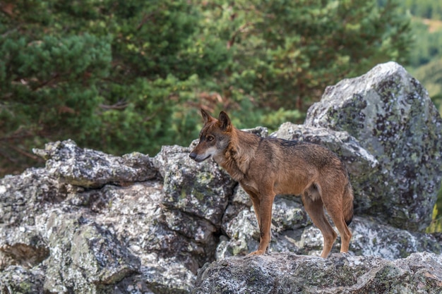 de Iberische wolf