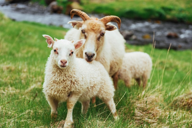 De IJslandse schapen. Fantastisch uitzicht waterval in het nationale park