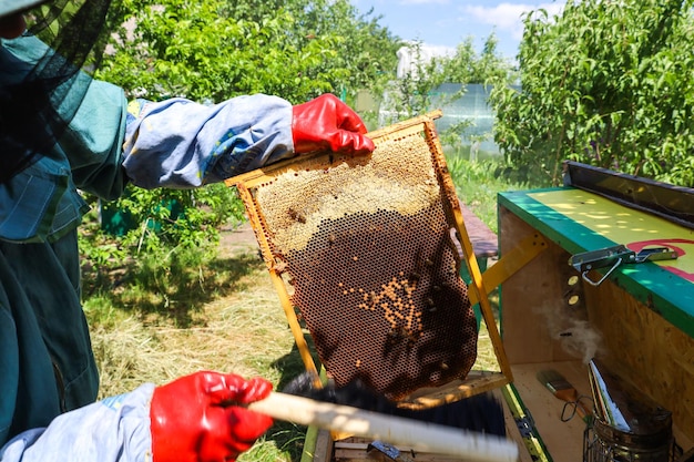 De imker haalt een frame tevoorschijn met honingraten gevuld met honing Bijen dragen honing