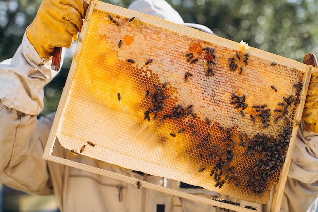De imker houdt een honingcel met bijen in zijn handen Bijenteelt Bijenstal Werkende bijen op honingraat Honingraat met honing en bijenclose-up