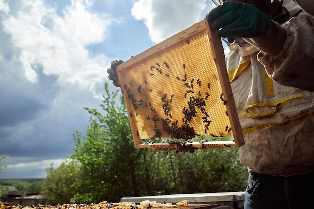 De imker in de bijenstal controleert de bijenkorven en voert het schoonmaken uit, tilt de film op onder de dekking van de bijenkorf, horizontaal