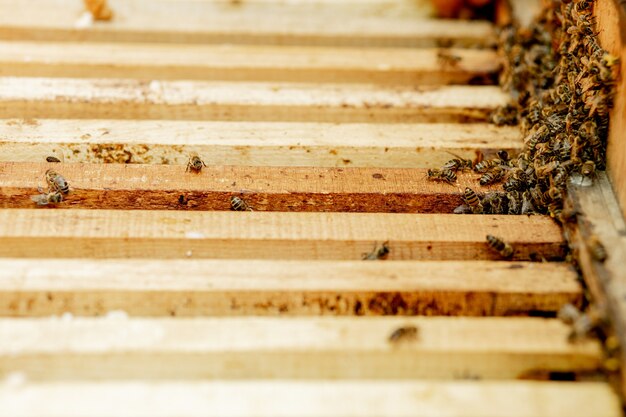 De imker zorgt voor honingraten. Apiarist toont een lege honingraat. De imker zorgt voor bijen en honingraten. Lege bijenhoningraten.