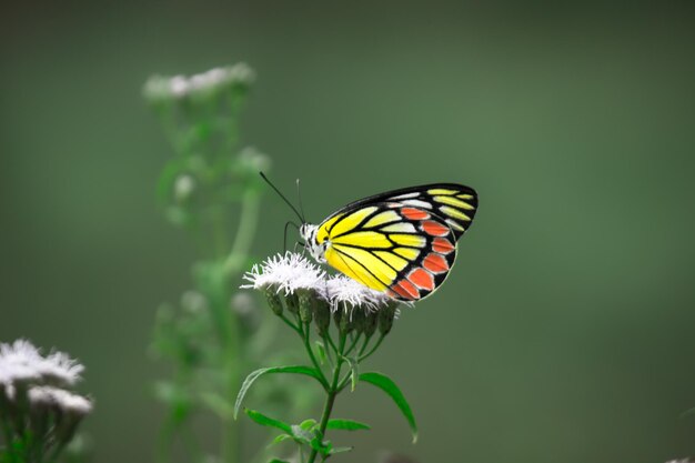 De Indiase Izebel-vlinder of Delias eucharis die op de bloemplanten rust