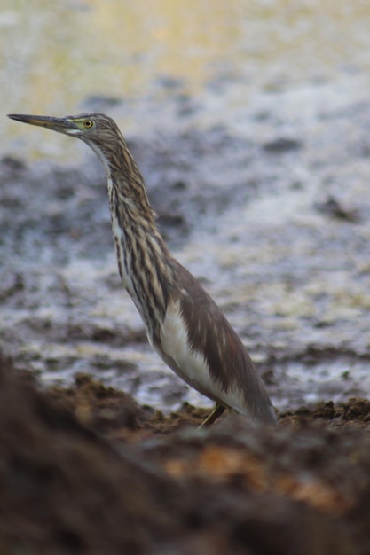 Foto de indiase vijverreiger is een kleine reiger.