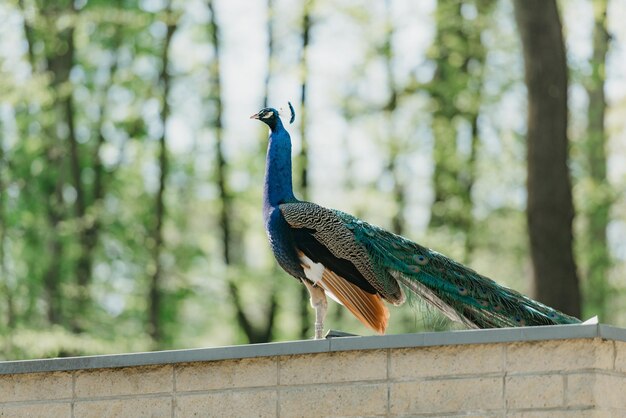 Foto de indische pauw in het park in de ochtend