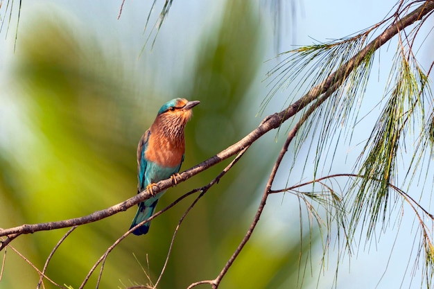 De Indische rol is een vogel uit de familie Coraciidae. De geslachten zijn gelijkaardig