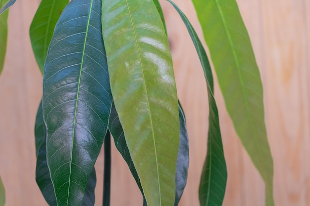 De Indoor Jungle Een close-up van mangoboombladeren