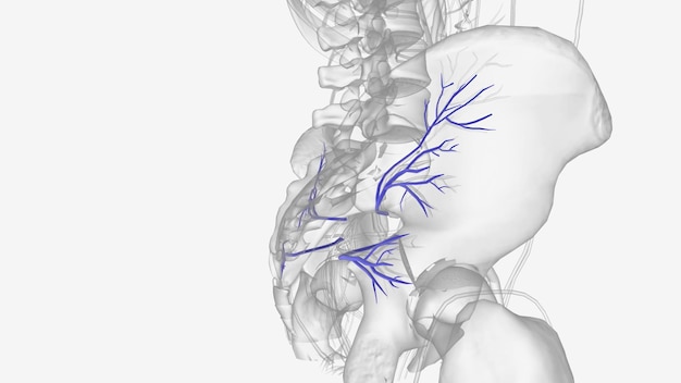 de inferieure gluteale aderen zijn venae comitantes van de inferior gluteale slagader