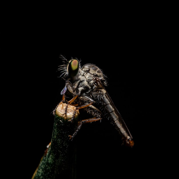 De insecten zijn op zwarte takken.