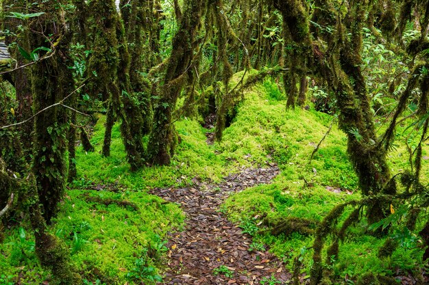 De integriteit van het bos. Doi Inthanon National Park. Chiang Mai, Thailand