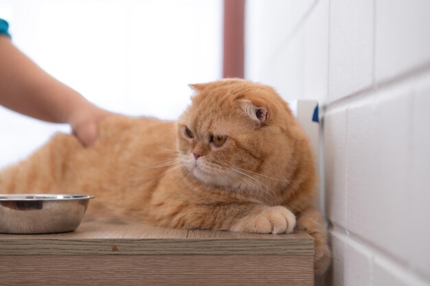De intelligente Perzische kat met dagelijkse maaltijden op een schaal