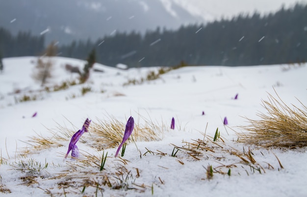 Foto de irisknoppen breken uit onder de sneeuw, tegen de achtergrond van het bos en de bergen