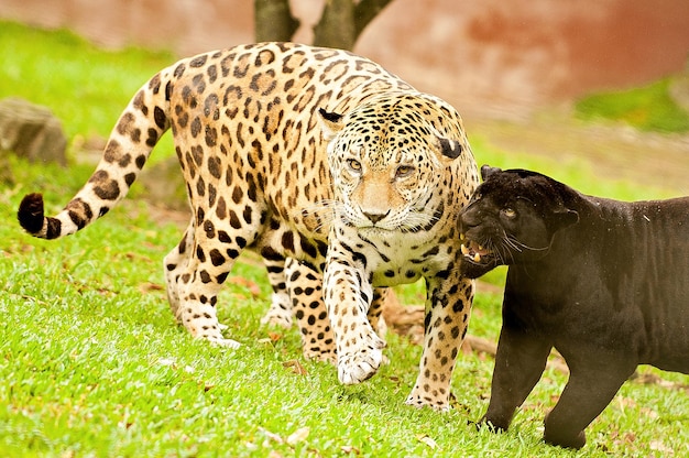 De jaguar is een katachtige soort met een robuust en gespierd lichaam