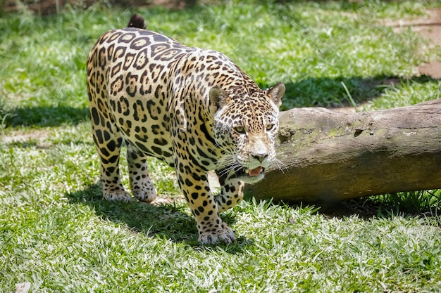 De jaguar of jaguar ook bekend als de onapreta is een soort vleesetend zoogdier in de felid