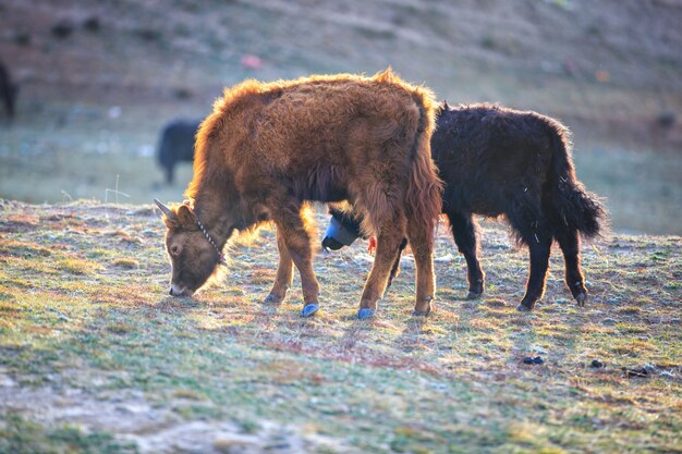 De jakken die gras op de berg in zonneschijndag eten