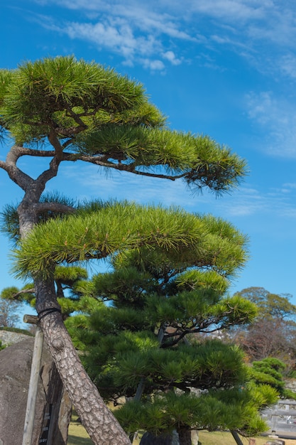 De japanse ondiepe diepte van de pijnboomboom van toon van de gebieds de uitstekende kleur.