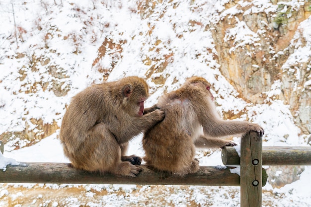 De Japanse sneeuwaap (Makaak) ontspant bij het park van het sneeuwgeld.