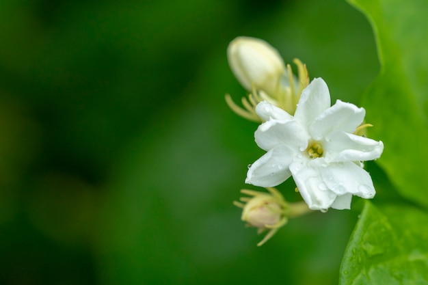De jasmijnbloem is een symbool voor de Moederdag van Thailand.