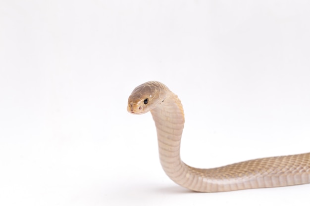 De javaanse spugende cobra op witte ruimte