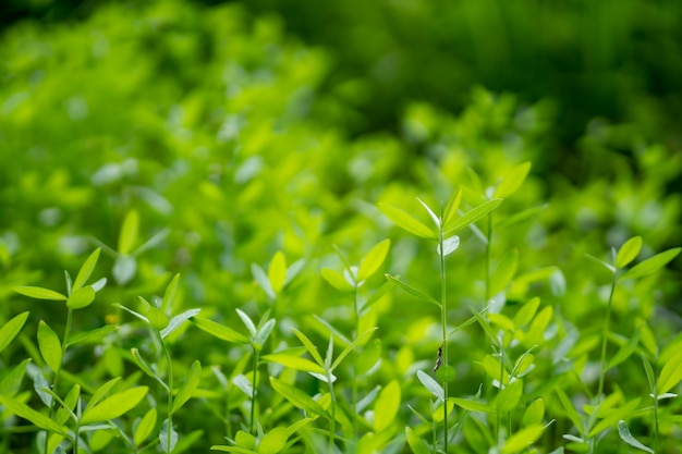 De jonge achtergrond van de boom groene aard