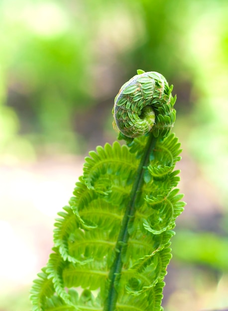 De jonge close-up van het varenblad